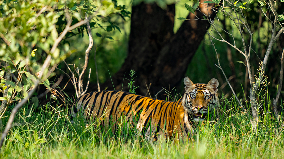 Tiikeri: © Suyash Keshari / WWF-International