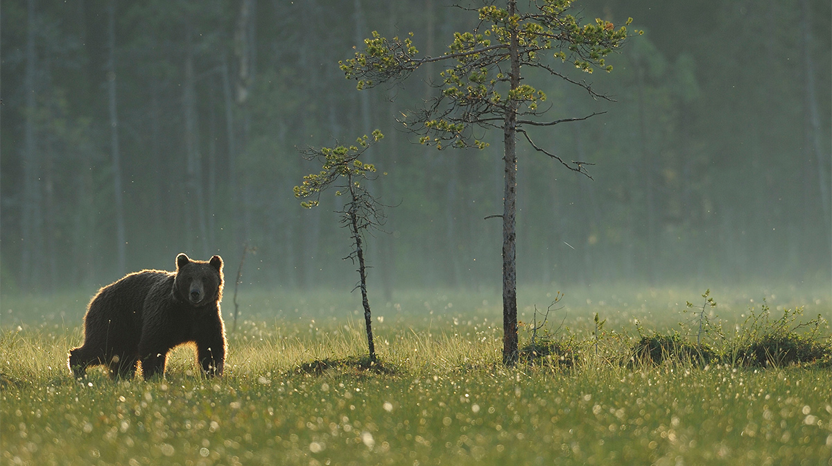 Karhu suolla © Wild Wonders of Europe/ Staffan Widstrand / WWF