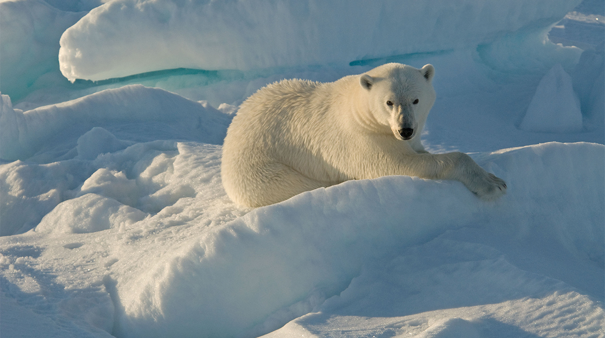 Jääkarhu makaa lumella © Steve Morello / WWF